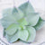 Artificial succulents Lifelike Mini Artificial Plants, French pots - minxxshop.com