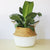 rattan-straw-wicker-folding-seagrasss-flower-pot-baskets