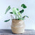 rattan-straw-wicker-folding-seagrasss-flower-pot-baskets