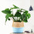 rattan-straw-wicker-folding-seagrasss-flower-pot-baskets