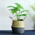 rattan-straw-wicker-folding-seagrasss-flower-pot-baskets